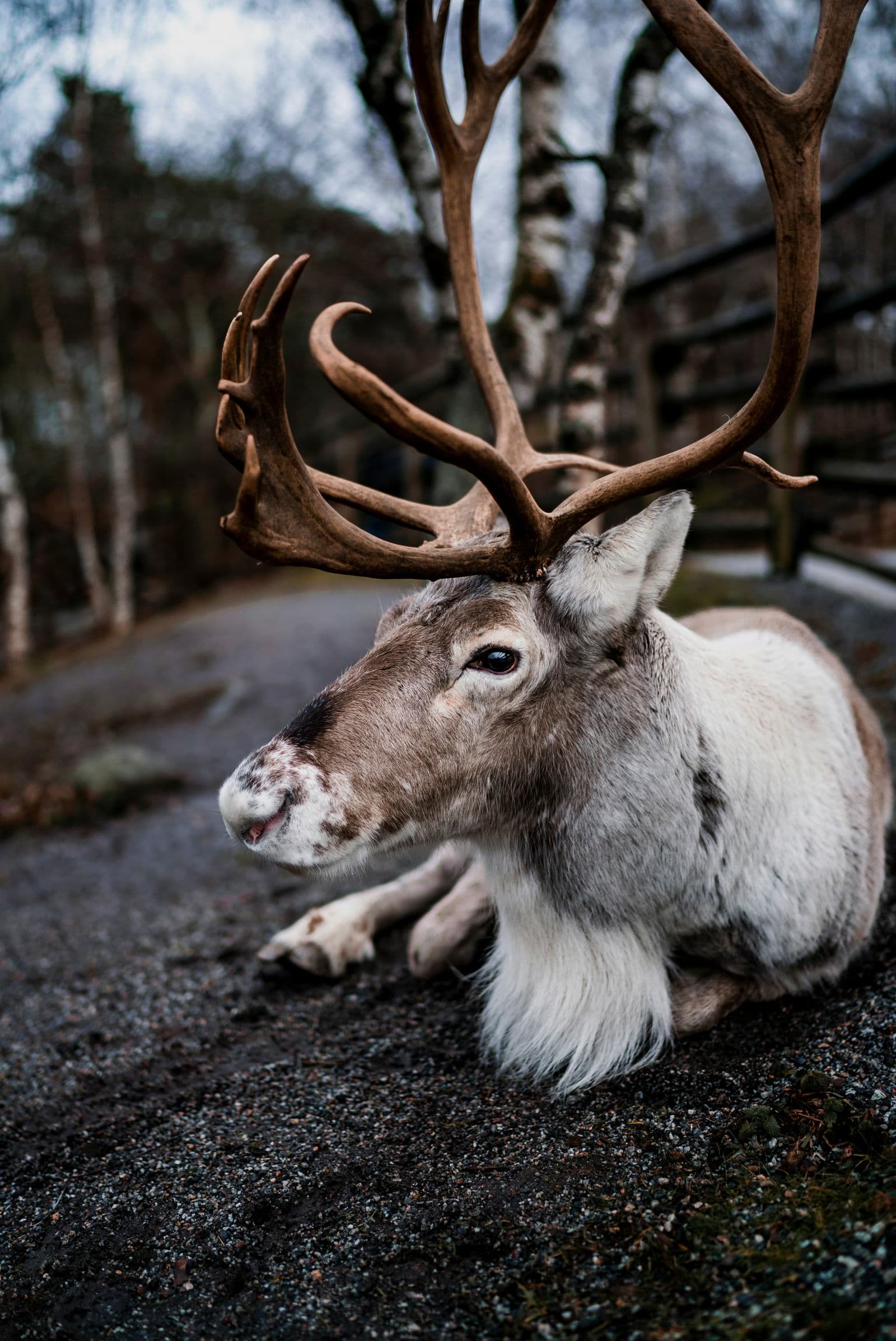 Reindeer