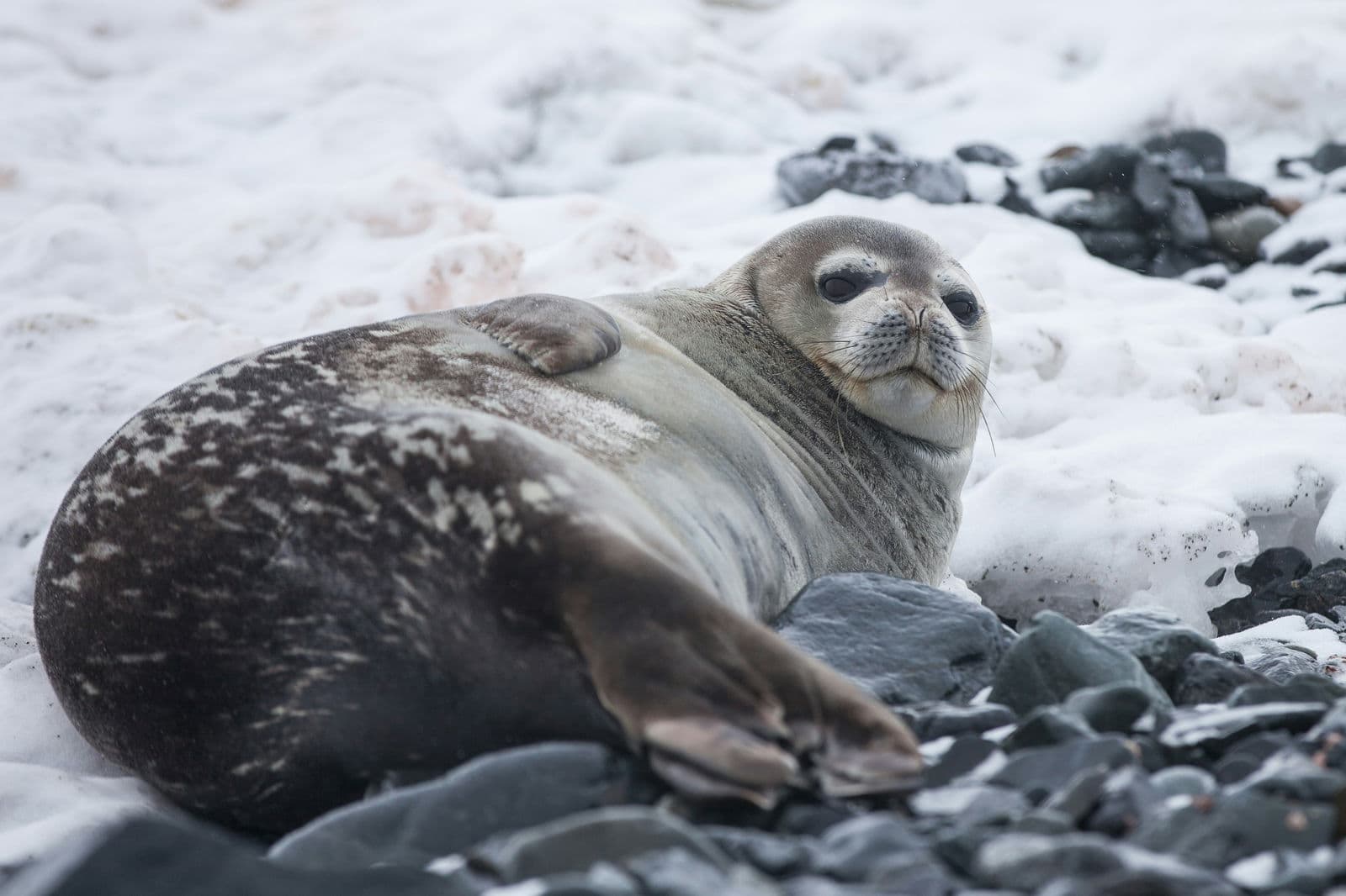 Ringed Seal