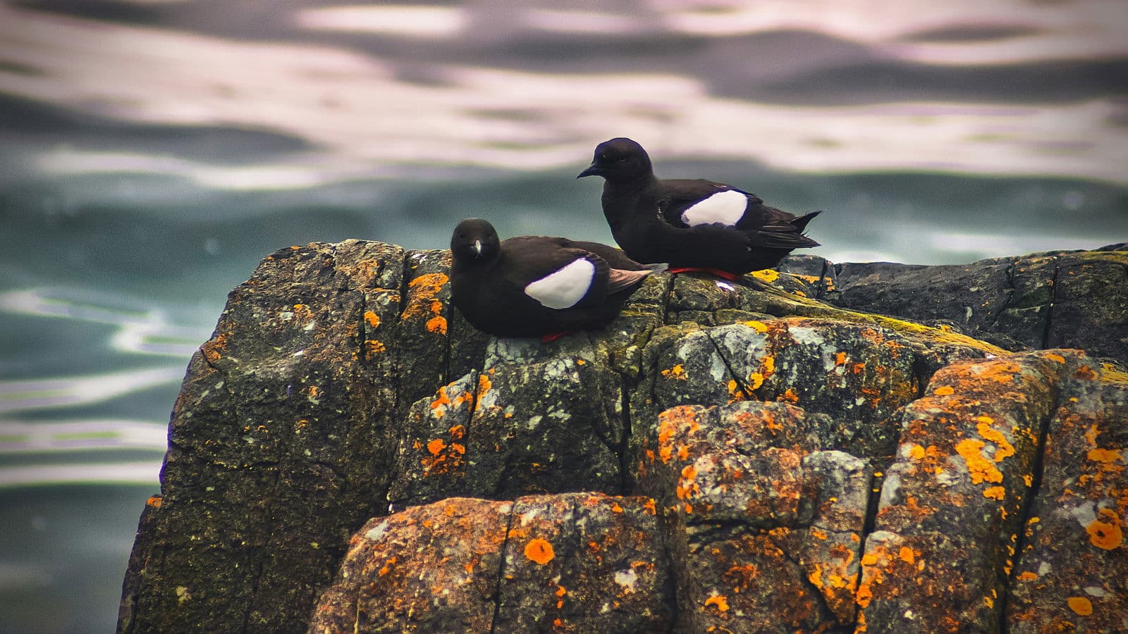 Black Guillemot